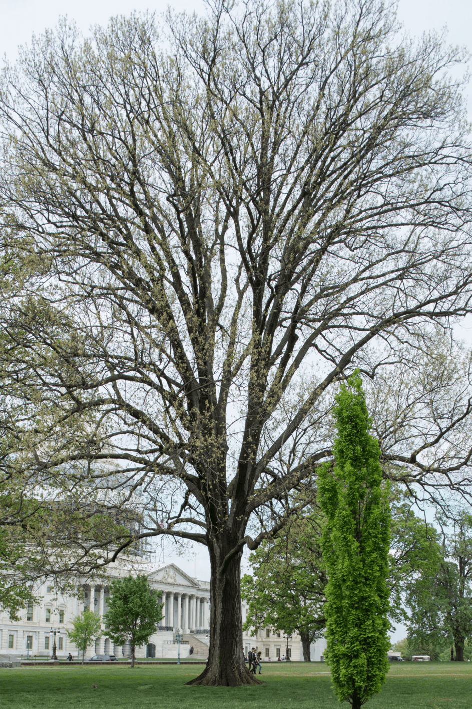 Speaker Joe Cannon Tree